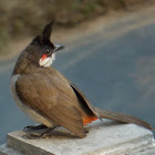 Red whiskered bulbul