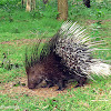 Indian porcupine