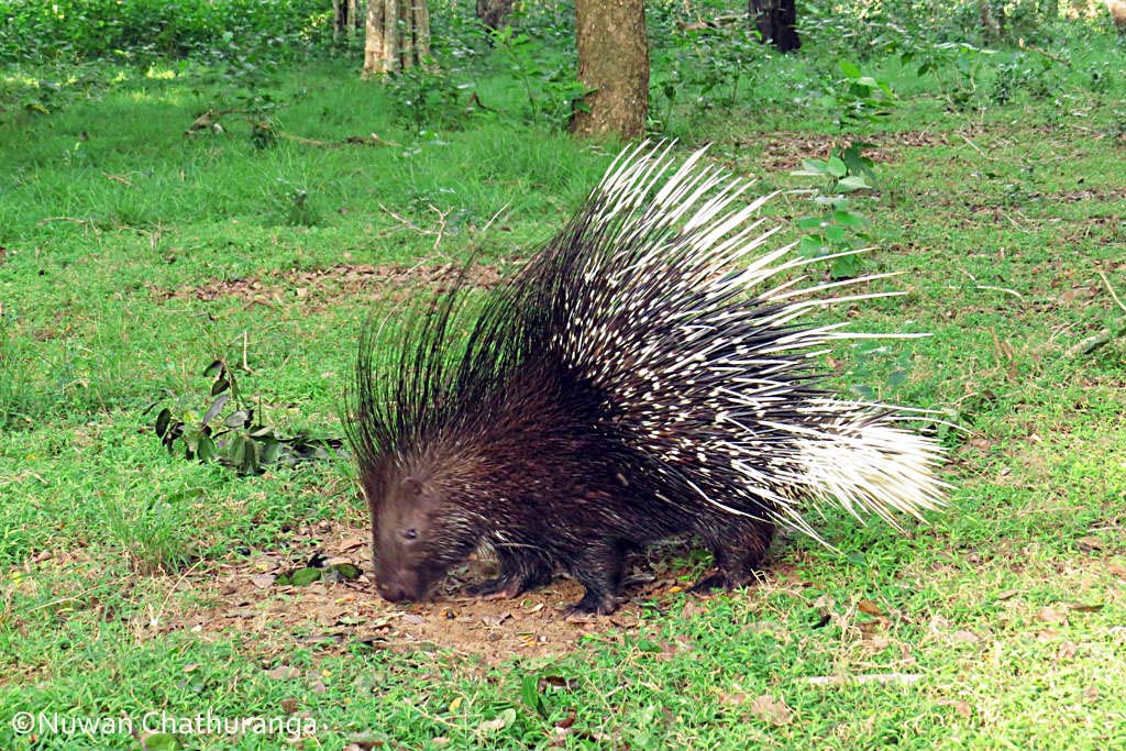 Indian porcupine