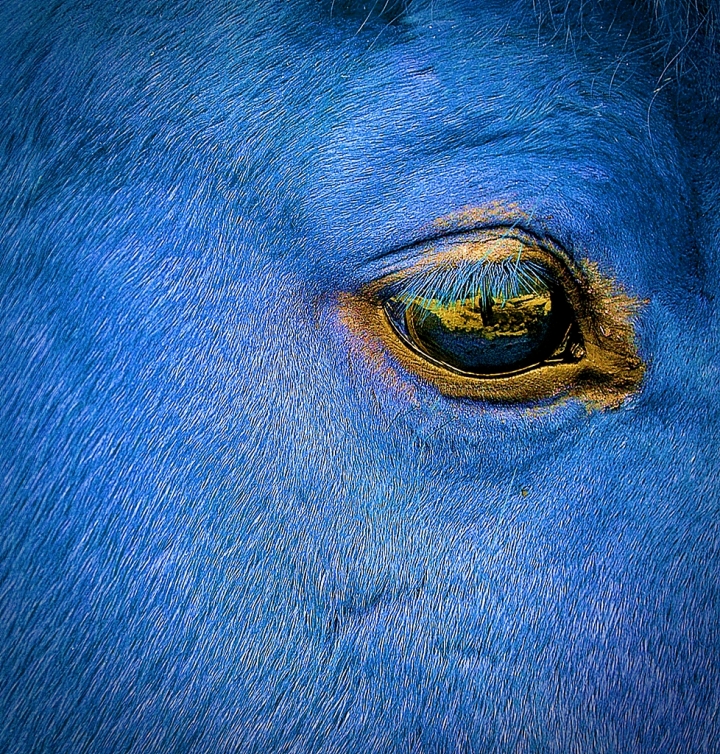 IL CAVALLO DEL PRINCIPE AZZURRO di Paolo Scabbia