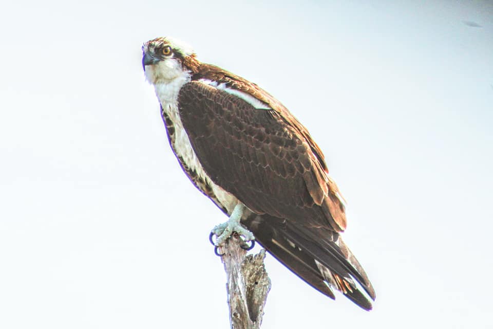 Osprey