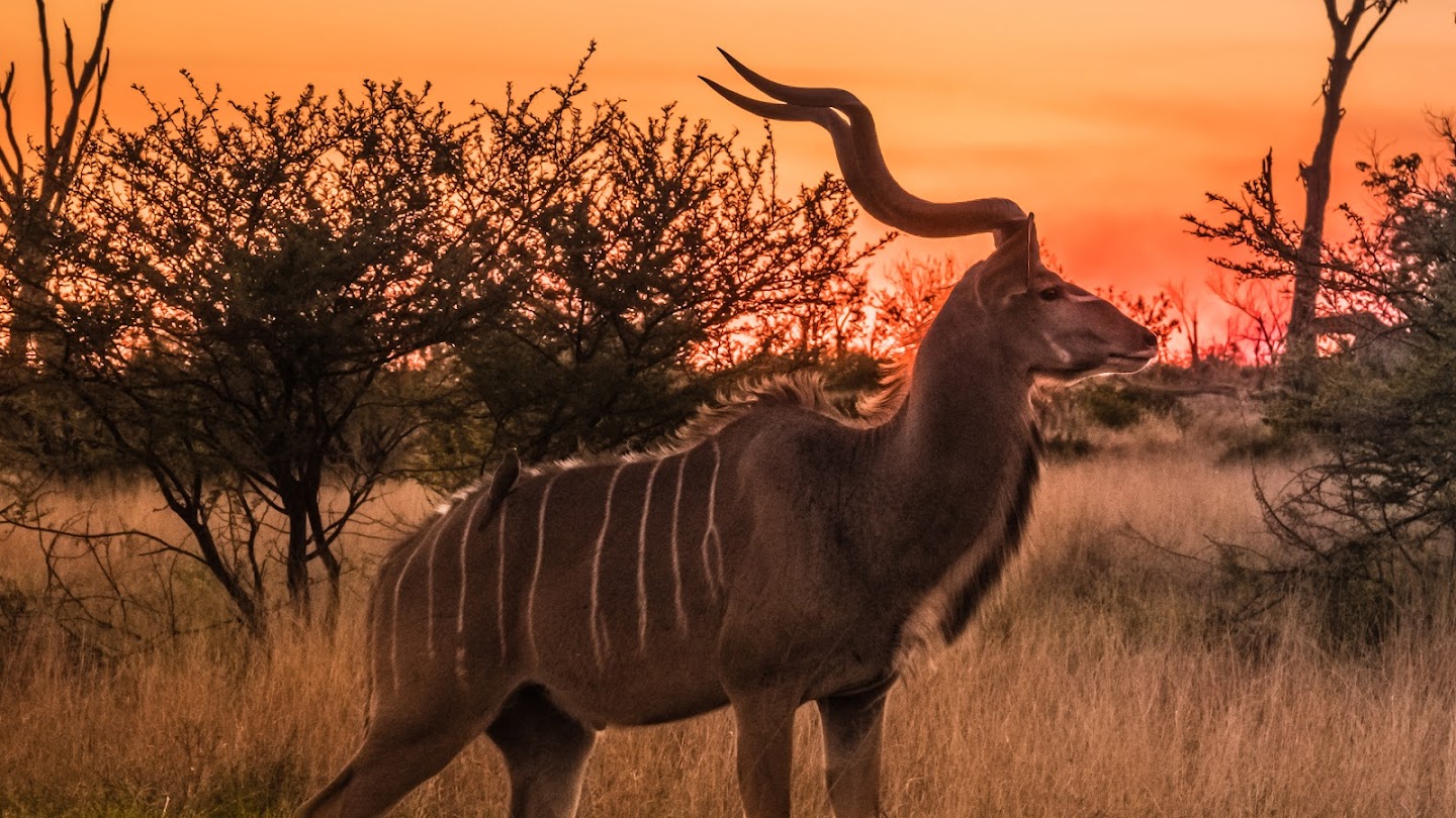 Watch Tracks Across Africa live