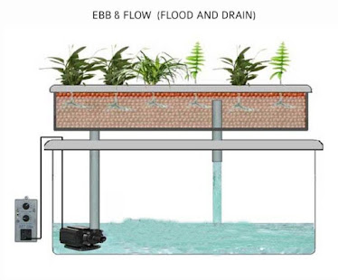 水培植物(圖5)-速報App