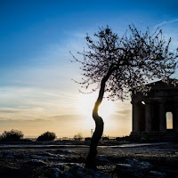 Temple's Tree di 