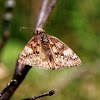 Juvenal's Duskywing