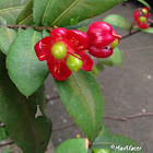 Mickey Mouse Bush, Bird's Eye Bush