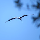 Magnificent frigatebird (with black vulture)