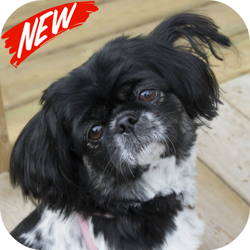 Pekingeses Wallpaper Aplikasi Di Google Play