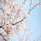 Item logo image for Sakura 2k
