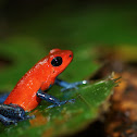 Blue-jeans Frog