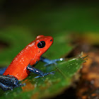 Blue-jeans Frog