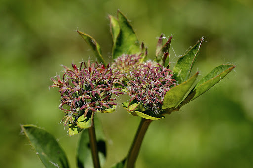 Lotus pedunculatus