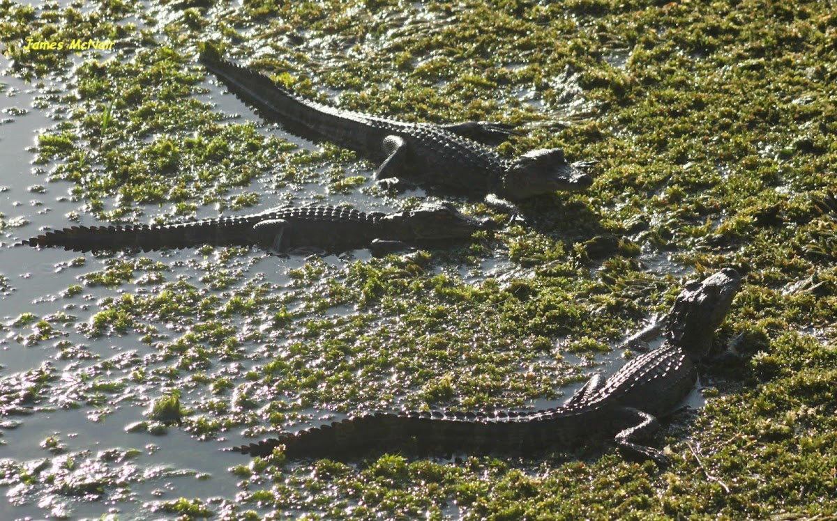 American Alligator