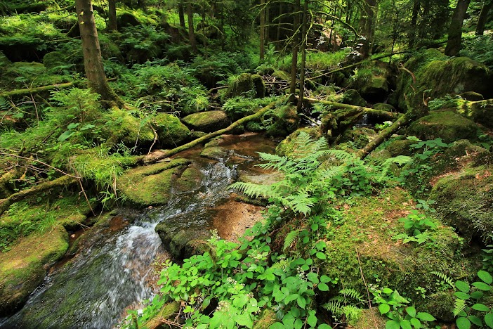 15 días por la Selva Negra y la Alsacia Francesa - Blogs de Alemania - Cascada Gertelbach, lago Herrenweis y Zem All Hamersbach - VIERNES 7 DE JULIO (13)