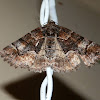 Nacophorine Moth