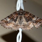 Nacophorine Moth