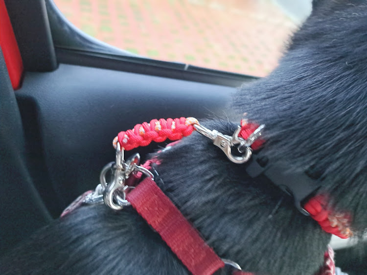 ミラココアの熊本犬民・江津湖・広木公園・パラコード・ハンドメイドに関するカスタム事例の投稿画像7枚目