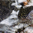 European pond turtle