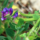 Beach Peas (Lake Superior)