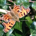 Comma