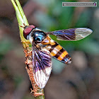 Hoverfly, male