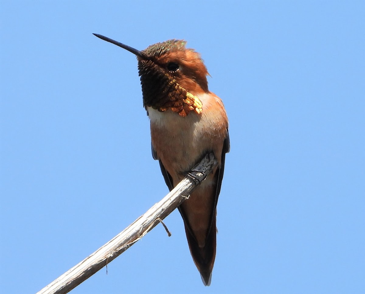 Rufous hummingbird (male)