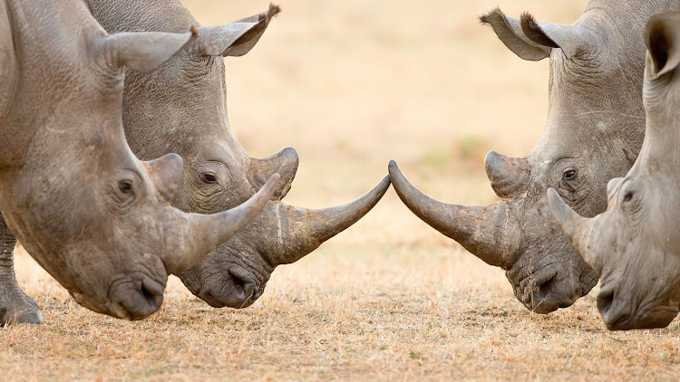 The six recovered horns were believed to be sets from three dead rhinos. File photo.