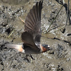 Cliff Swallow