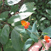 orange jewelweed