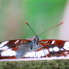 Southern White Admiral