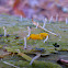 White Green-algae Coral