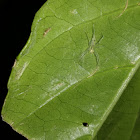 Jumping spider