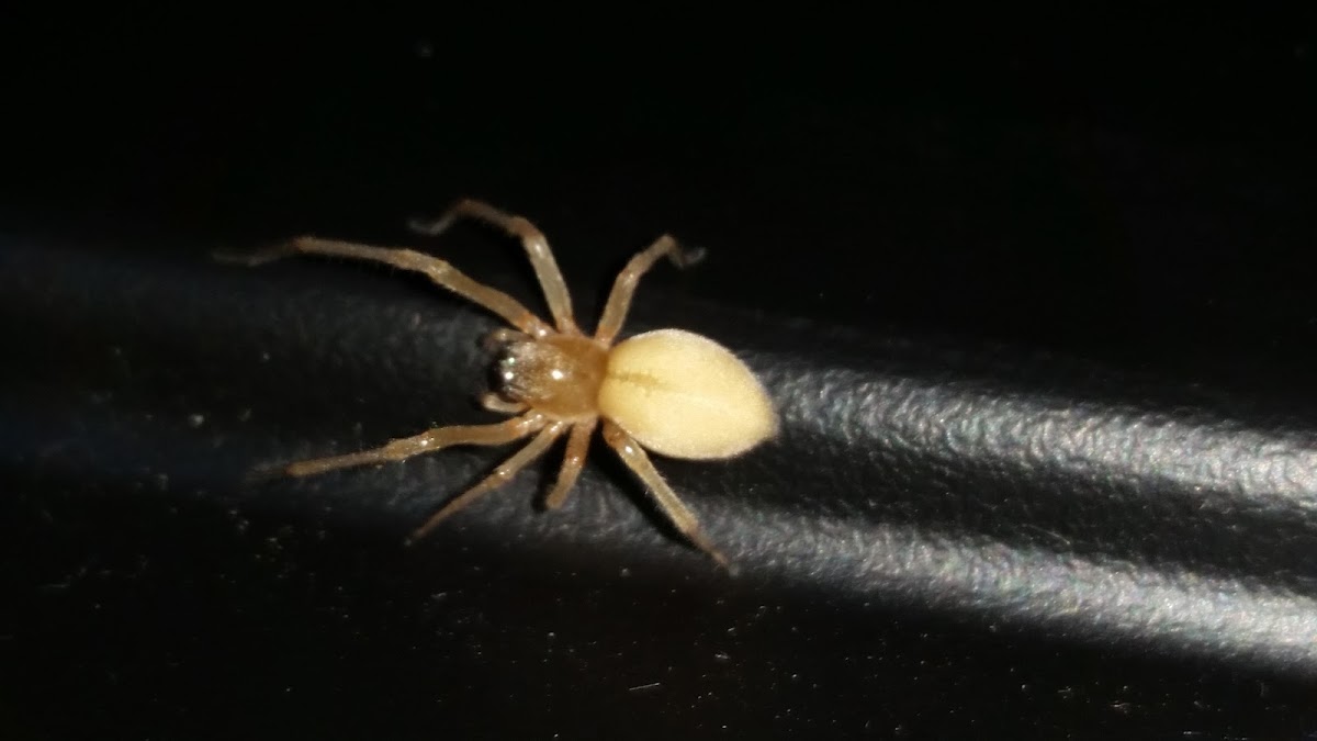 Unknown Spider?