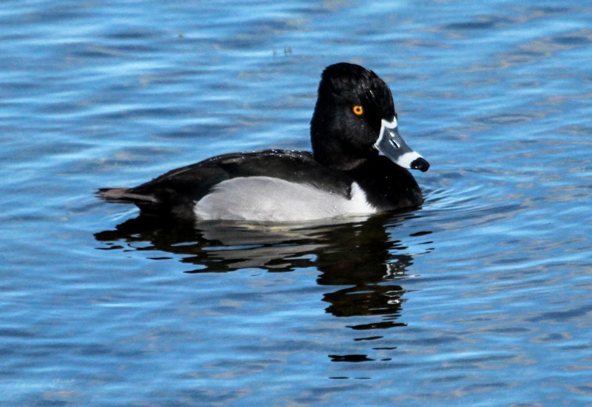 Ring-necked Ducks