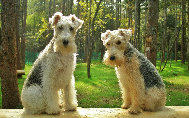 Fox Terrier Themes & New Tab