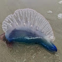 Portuguese Man O' War