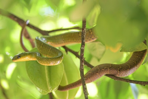 Kineski naučnici otkrivaju poreklo, evolucioni mehanizam zmija