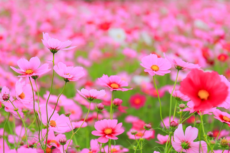 ムーヴキャンバスの秋桜と愛車・秋桜・最近ハマってること・食いチューン・花ーチューンに関するカスタム事例の投稿画像5枚目