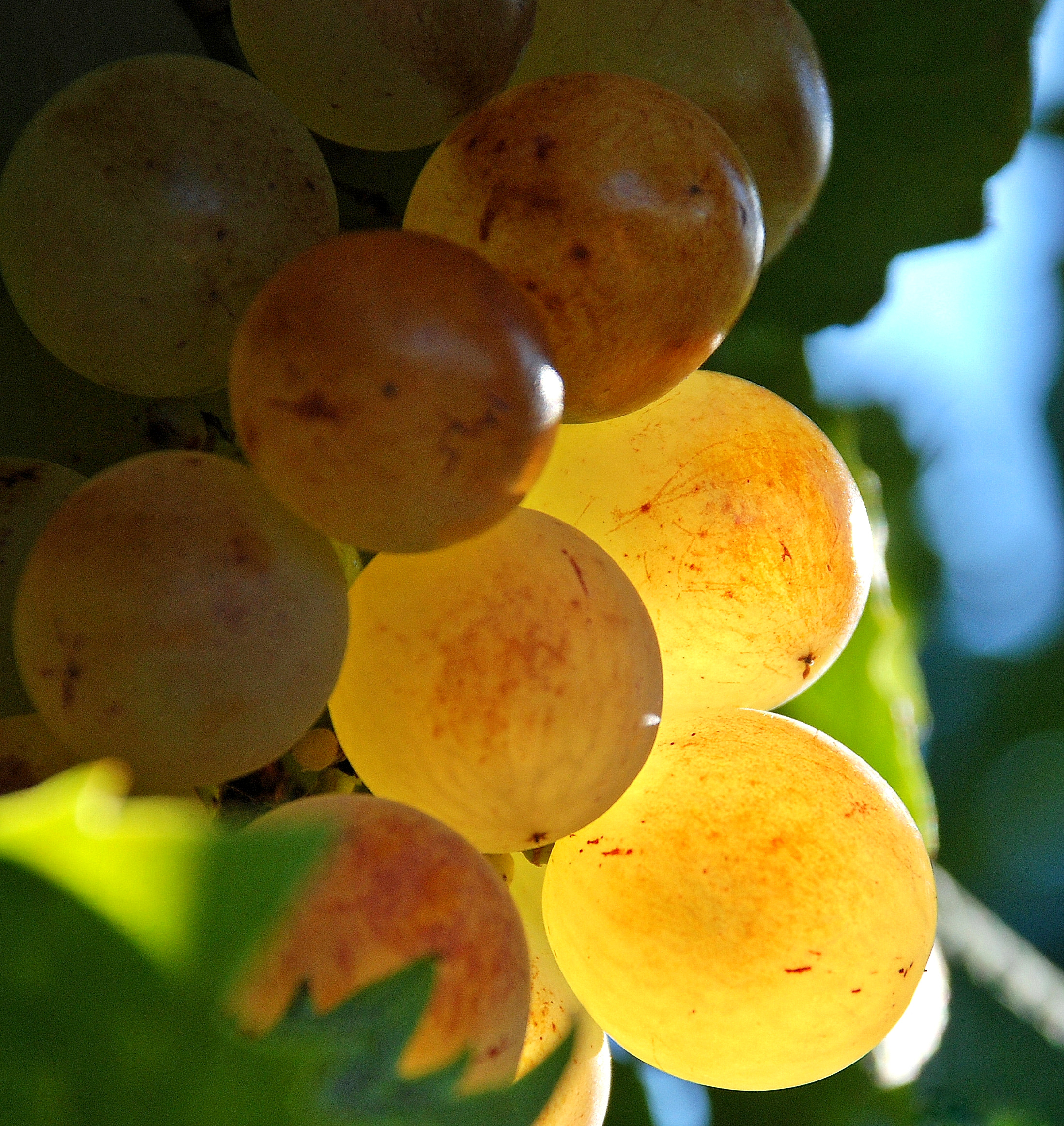 l'autunno si colora di oro di Luciano Fontebasso