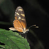 Orange-spotted Tiger Clearwing or Disturbed Tigerwing