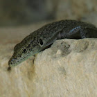 Sharp-snouted rock lizard