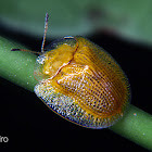 Yellow tortoise beetle