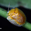 Yellow tortoise beetle