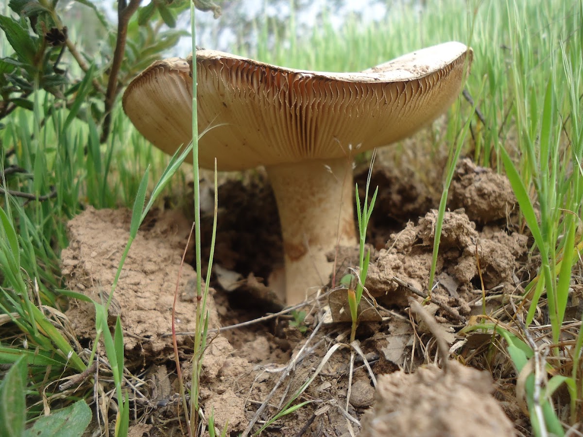 Unknown russula mushroom