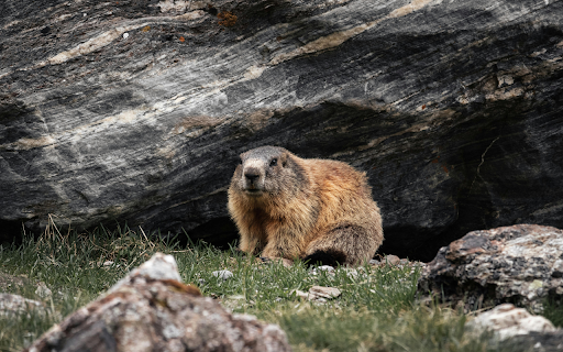 Brown Rodent on Green Grass screenshot 1