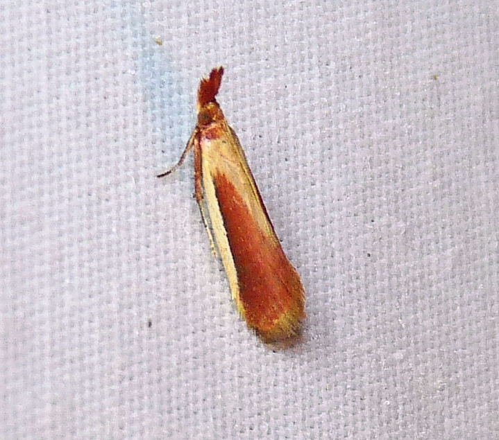 Carmine Snout Moth