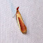 Carmine Snout Moth