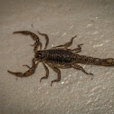 Galapagos Scorpion