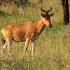 Alcélafo (Hartebeest)