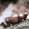 Bird's nest fungi